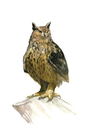 Hibou Grand Duc