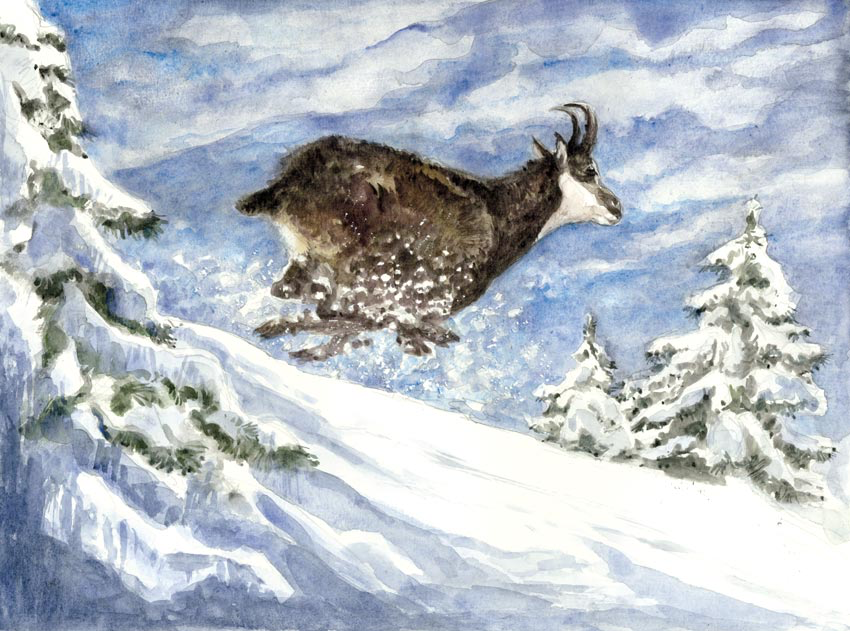 Le chamois en hiver