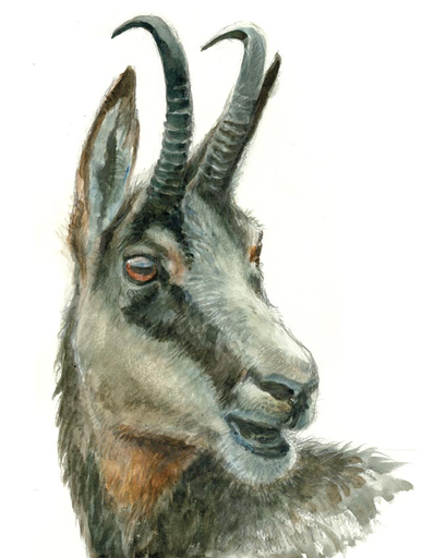 Portrait de chamois